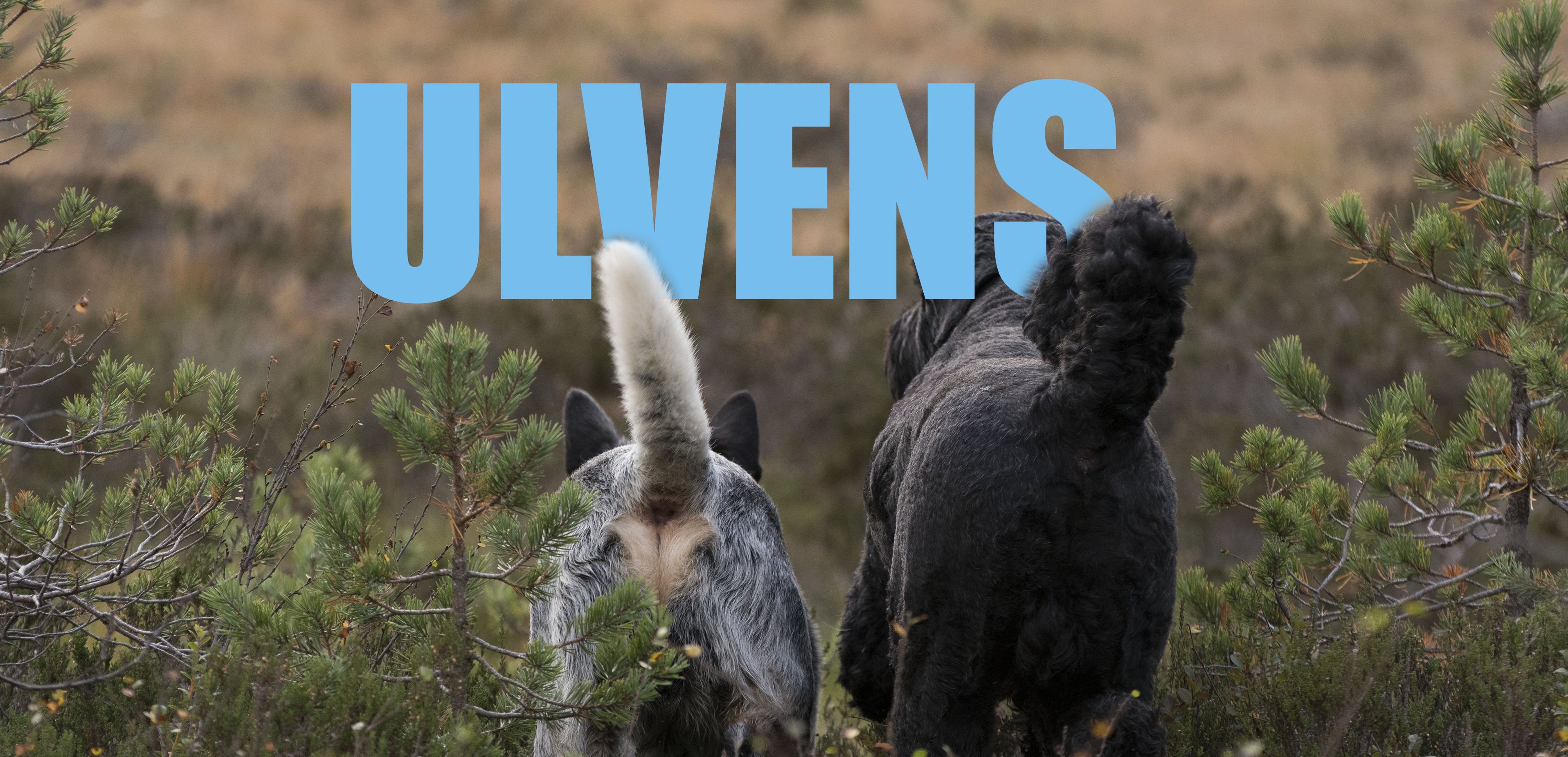 ULVENS